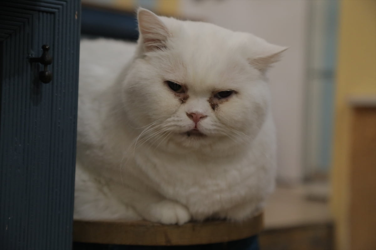 Fransa’nın başkenti Paris’te hayvan dostları kedilerle kafede bir ara geliyor. Kedilerin yaşadığı...