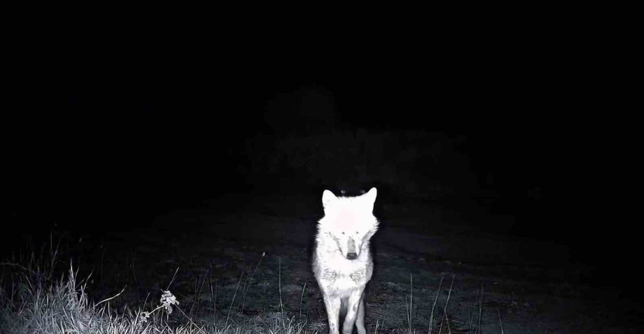 GANOS DAĞLARI'NDA KURULAN FOTOKAPANLAR SAYESİNDE BÖLGEDEKİ YABAN HAYATI KAYIT ALTINA ALINIRKEN...