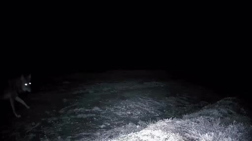 Ganos Dağları’nda yaban hayatı fotokapanlara yansıdı