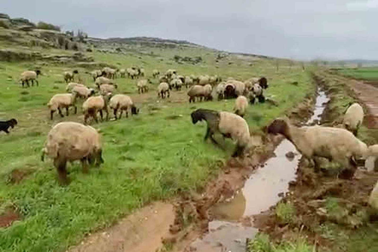 GAZİANTEP'İN ARABAN İLÇESİNDE KÜÇÜKBAŞ VE BÜYÜKBAŞ KURBANLIKLAR SATIŞA HAZIR HALE GETİRİLDİ. DOĞAL...