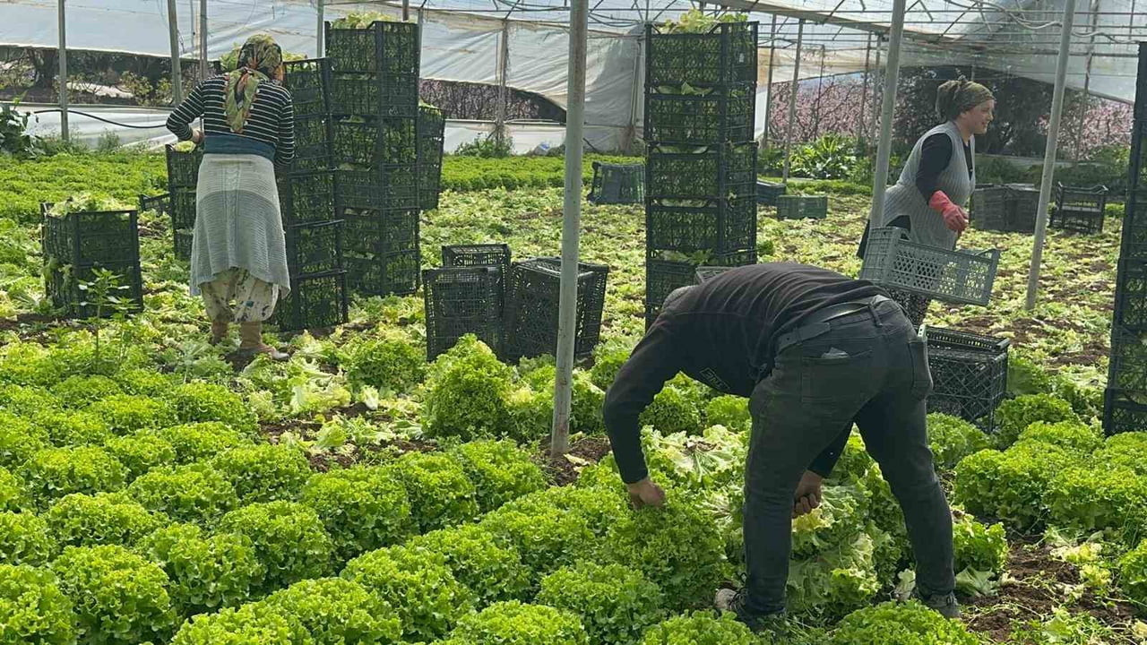 GEÇEN YIL TARLADA TANESİ 5 LİRAYA KADAR DÜŞTÜĞÜ İÇİN ÜRETİCİSİNE ZARAR ETTİREN KIVIRCIK MARUL, BU...