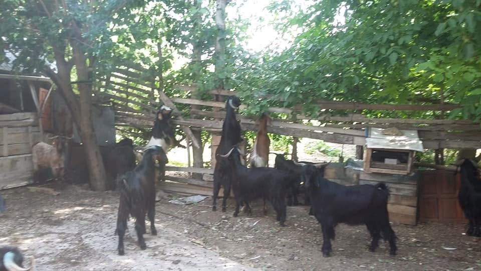 GEDİZ AKDAĞ’DA YÖRÜKLERİN YAYLA GÖÇÜ BAŞLADI