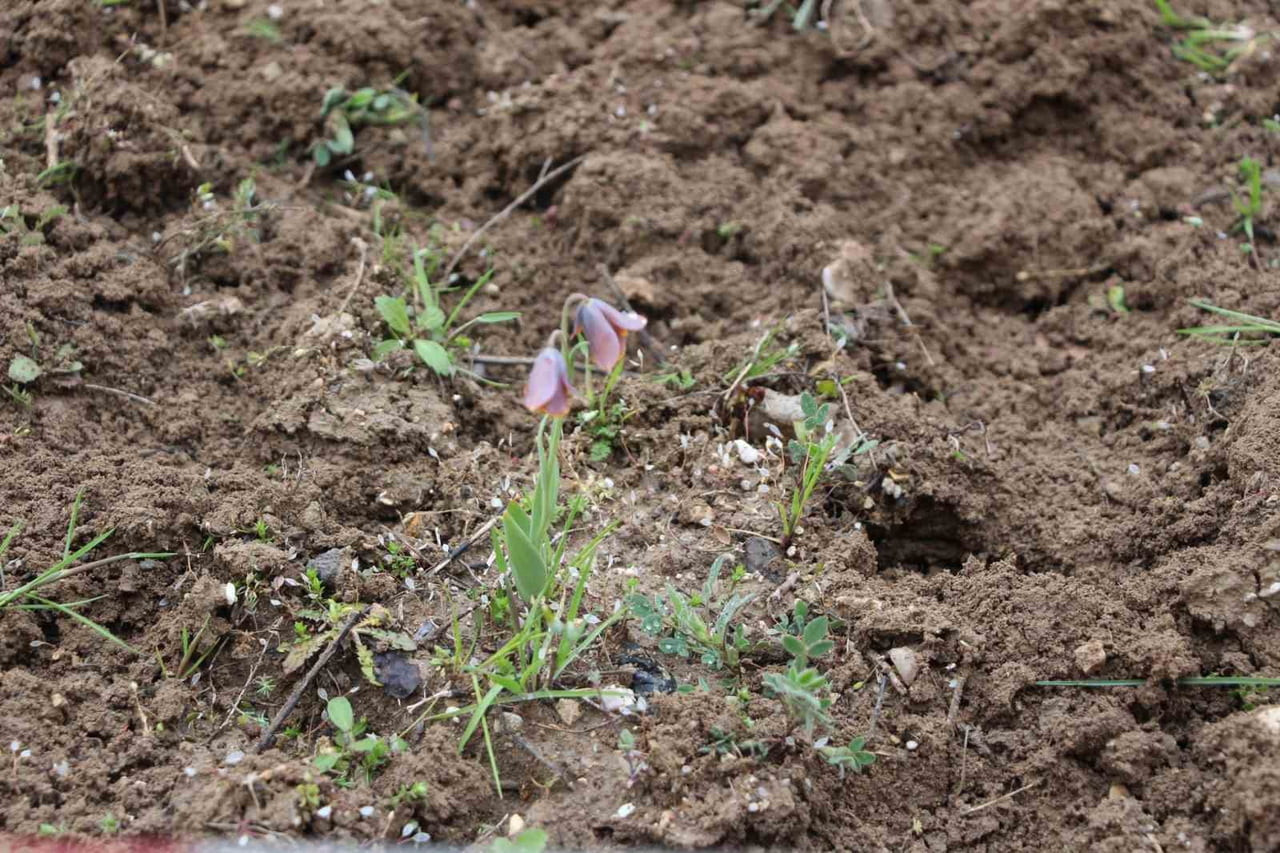 GEDİZ MYO KAMPÜSÜNDE DOĞA SÜRPRİZİ