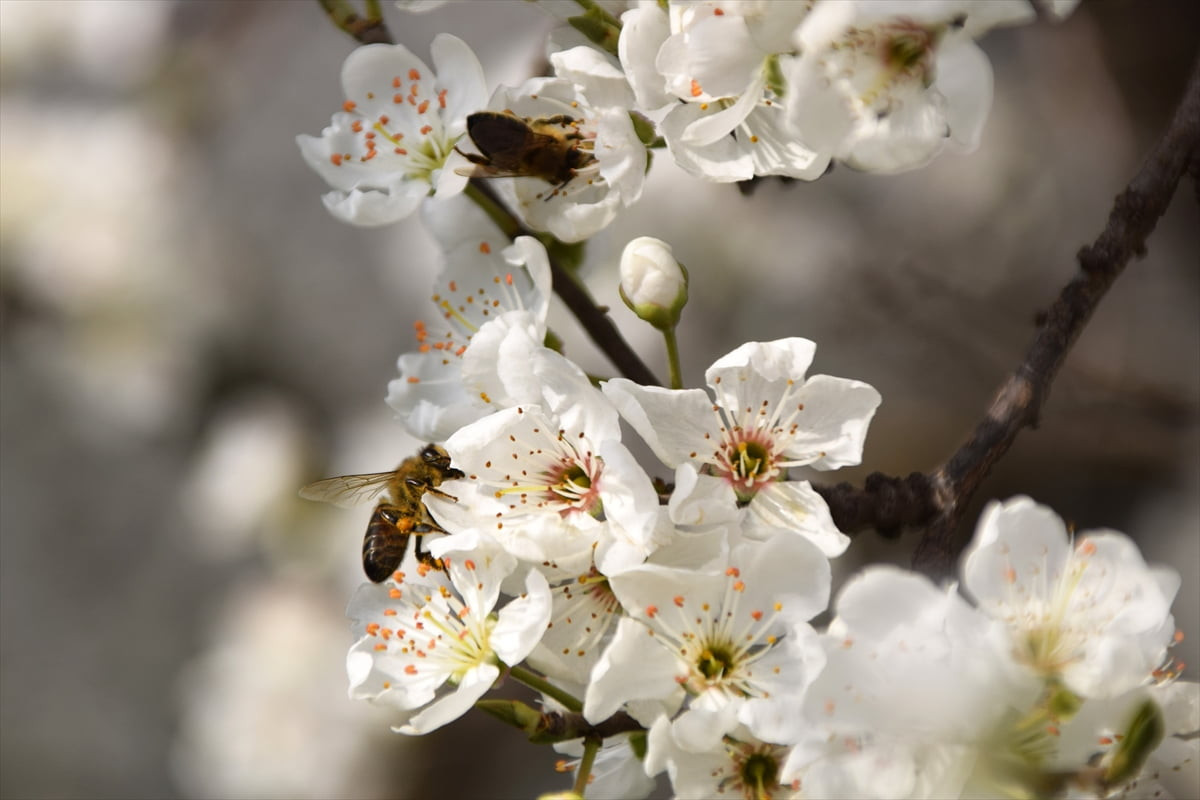 Gediz Nehri'nin suladığı Gediz Ovası'nın Manisa'nın Turgutlu ilçesindeki bölümünde erik, kiraz...