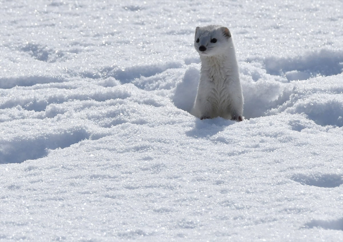 Genellikle gece avlandığı için zor görülen gelincik, Kars'ın Sarıkamış ilçesinde görüntülendi. Yaz...