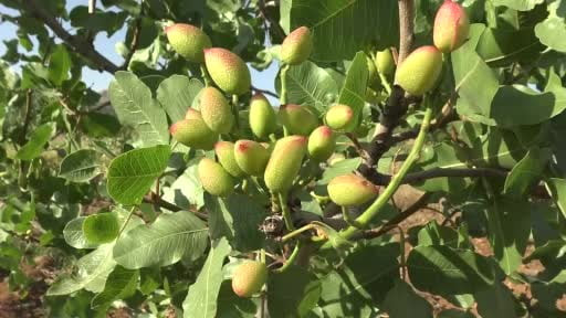 Gercüş’te fıstık aşılama mesaisi başladı