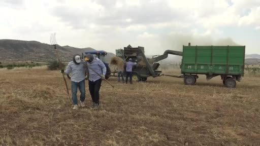 Gercüş’te kavurucu sıcakta 'Oyun Havalı' hasat