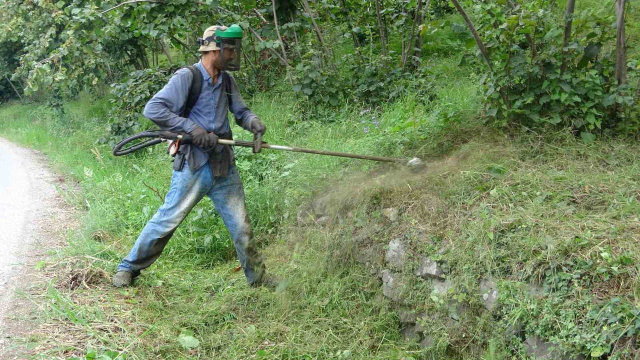 GİRESUN'DA BU YIL ETKİLİ OLAN YAĞIŞLI HAVA, FINDIK BAHÇELERİNDE OTLARIN NORMALDEN FAZLA BÜYÜMESİNE...