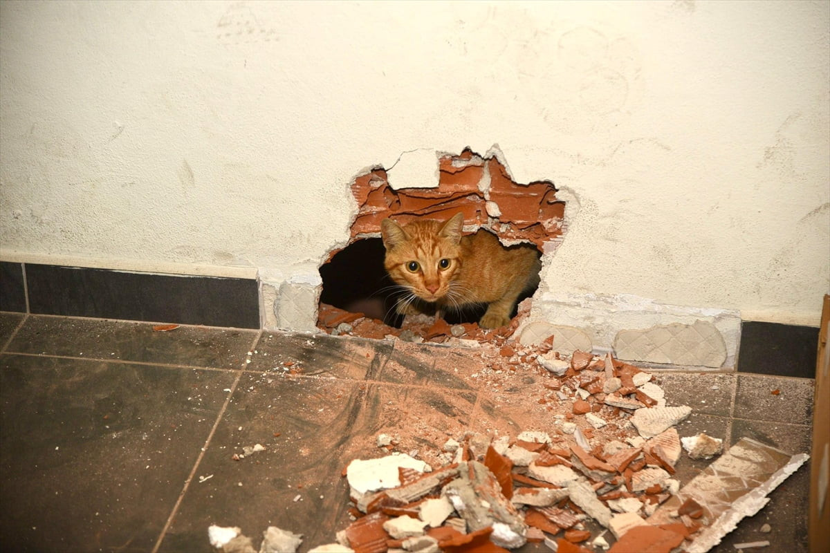 Giresun'da okulun havalandırma boşluğunda mahsur kalan kedi, itfaiye ekiplerince bulunduğu yerden...