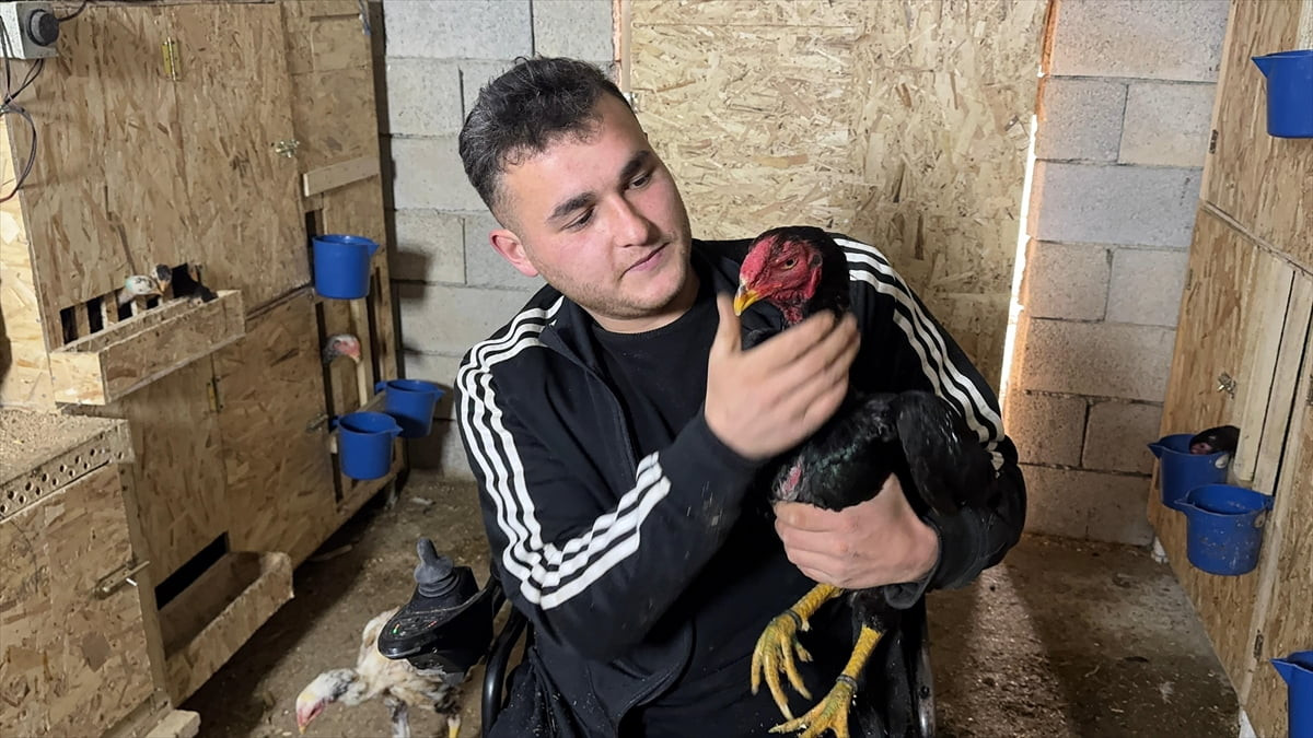 Giresun'da yaşayan 25 yaşındaki bedensel engelli Osman Altun, devlet desteğiyle köyünde mandıra...