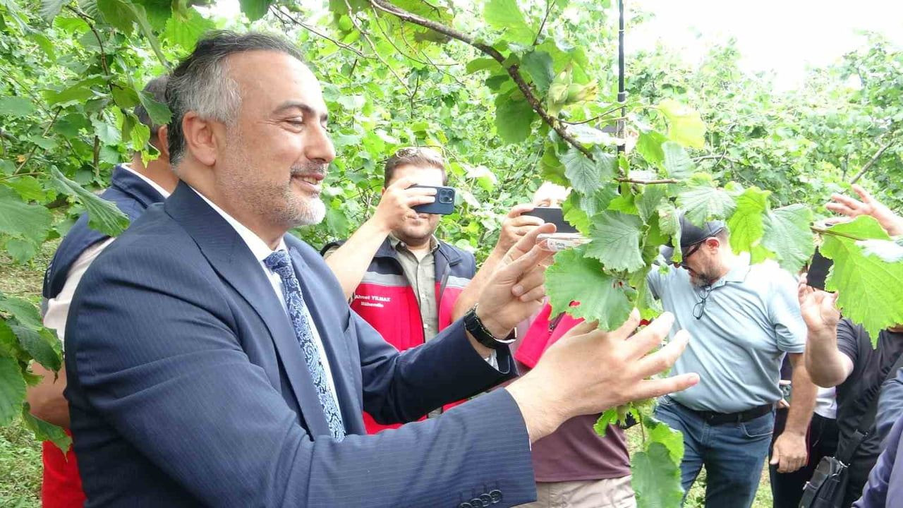 Giresun'da kahverengi kokarca ile mücadele için 130 bin samuray arısı salındı