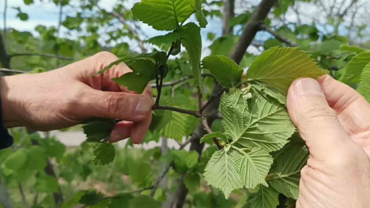GİRESUN’DA ÜRETİCİLER, YENİ SEZON FINDIK REKOLTESİNİN İYİ GÖRÜNDÜĞÜNÜ BELİRTİRKEN ZİRAİ DON...