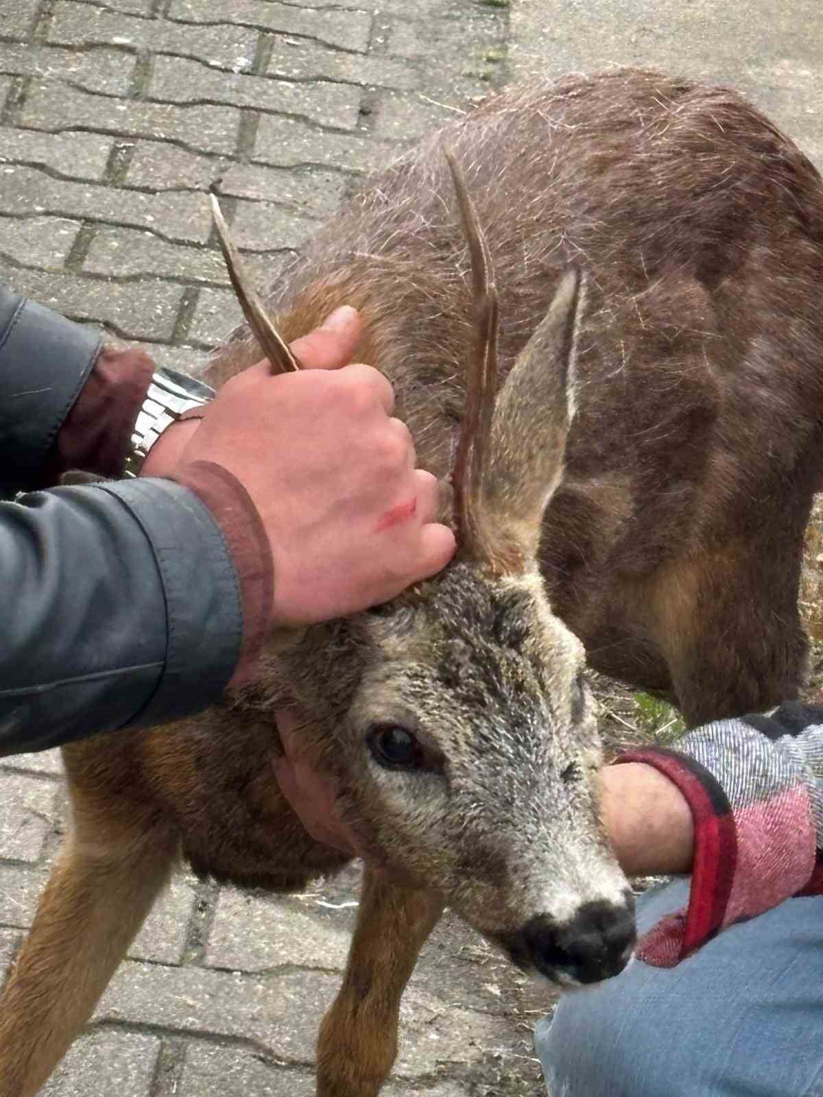 GİRESUN’UN GÖRELE İLÇESİNE BAĞLI ÇAVUŞLU BELDESİNDE KÖPEKLERİN SALDIRISINA UĞRAYAN YARALI KARACA...