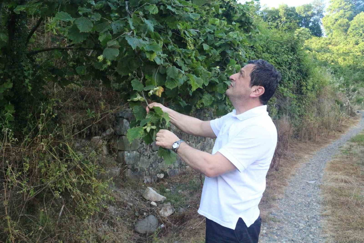 GİRESUN’UN PİRAZİZ İLÇESİNE BAĞLI MADEN MAHALLESİ’NDE FINDIK BAHÇELERİNDE İNCELEMELERDE BULUNAN...