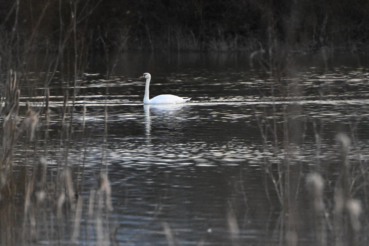Göç yolunda yorgun düşen 3 kuğu, Düzce Doğa Koruma ve Milli Parklar Şube Müdürlüğü ekiplerince...