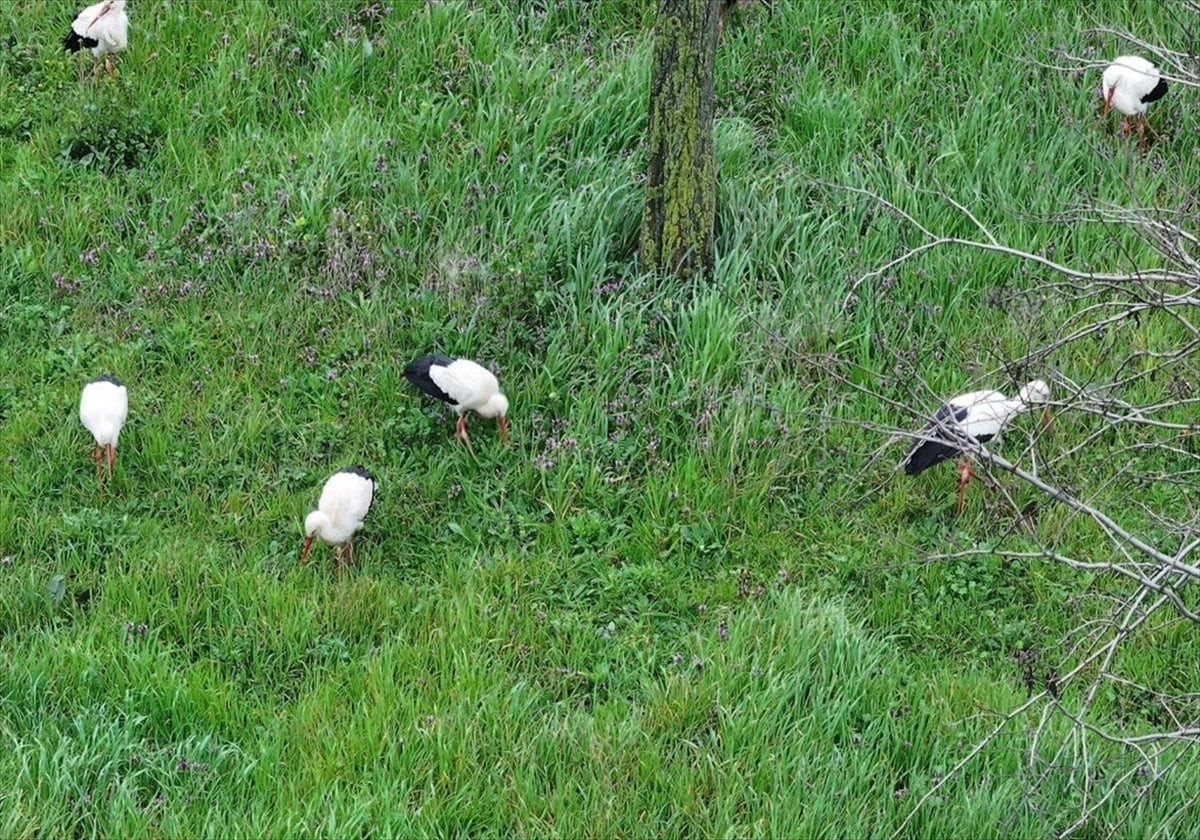 Göç yolundaki leylek sürüsü, mola verdikleri Esenler'deki 15 Temmuz Millet Bahçesi'nde...