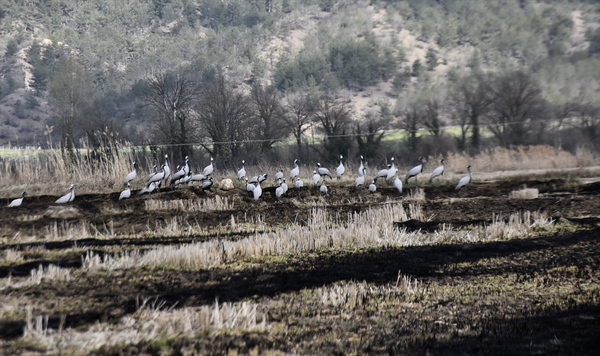Göç yolundaki turnalar, mola verdikleri Sinop'un Saraydüzü ilçesindeki Cuma Ovası'nda...