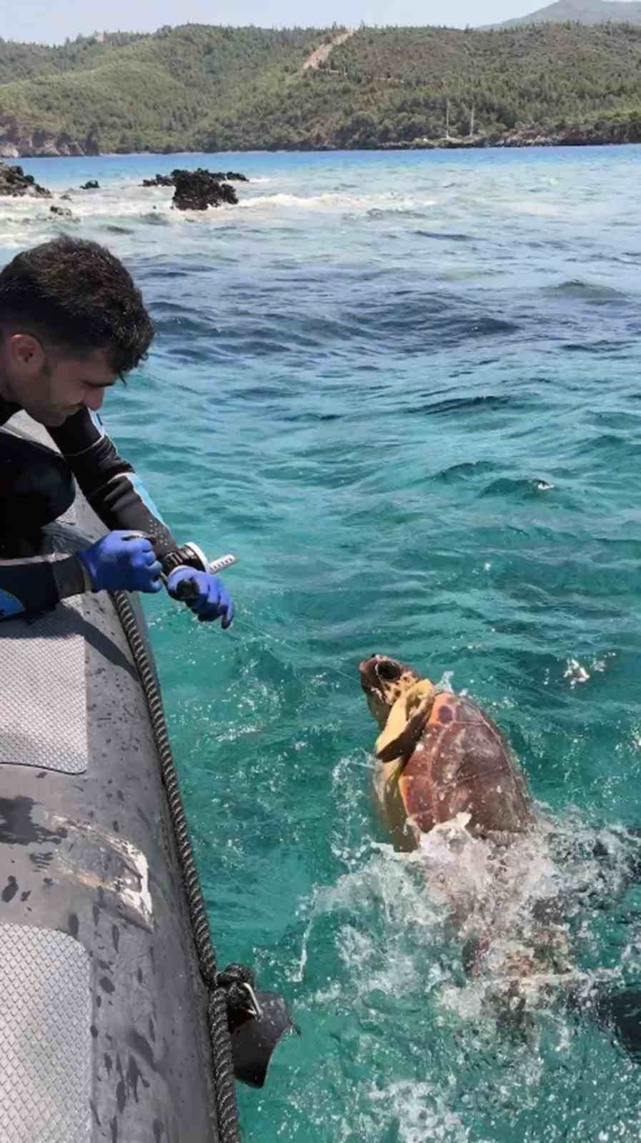 GÖKOVA KÖRFEZİ'NDE BALIKÇILIĞA KAPALI BÖLGEDE DENİZE ATILMIŞ PARAGAT AĞINA TAKILAN DENİZ...