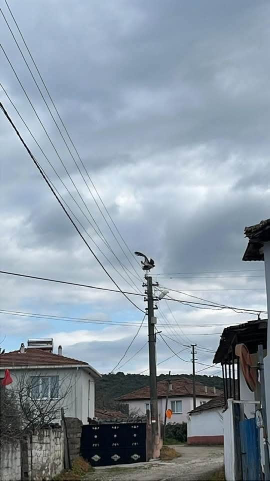 GÖNEN DEREKÖY’DE LEYLEK YAPAY YUVAYI REDDETTİ, ESKİ YERİNE DÖNMEK İSTİYOR