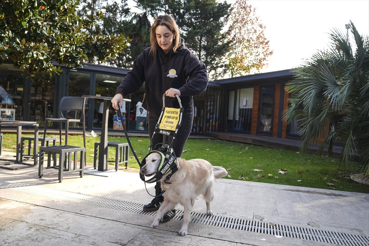 Görme engelli bireylerin güvenli, hızlı ve bağımsız hareket etmesini sağlayan rehber köpekler...