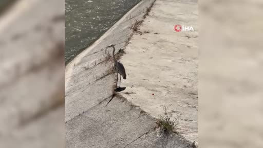 Gri balıkçıl ile martı aynı karede av bekledi
