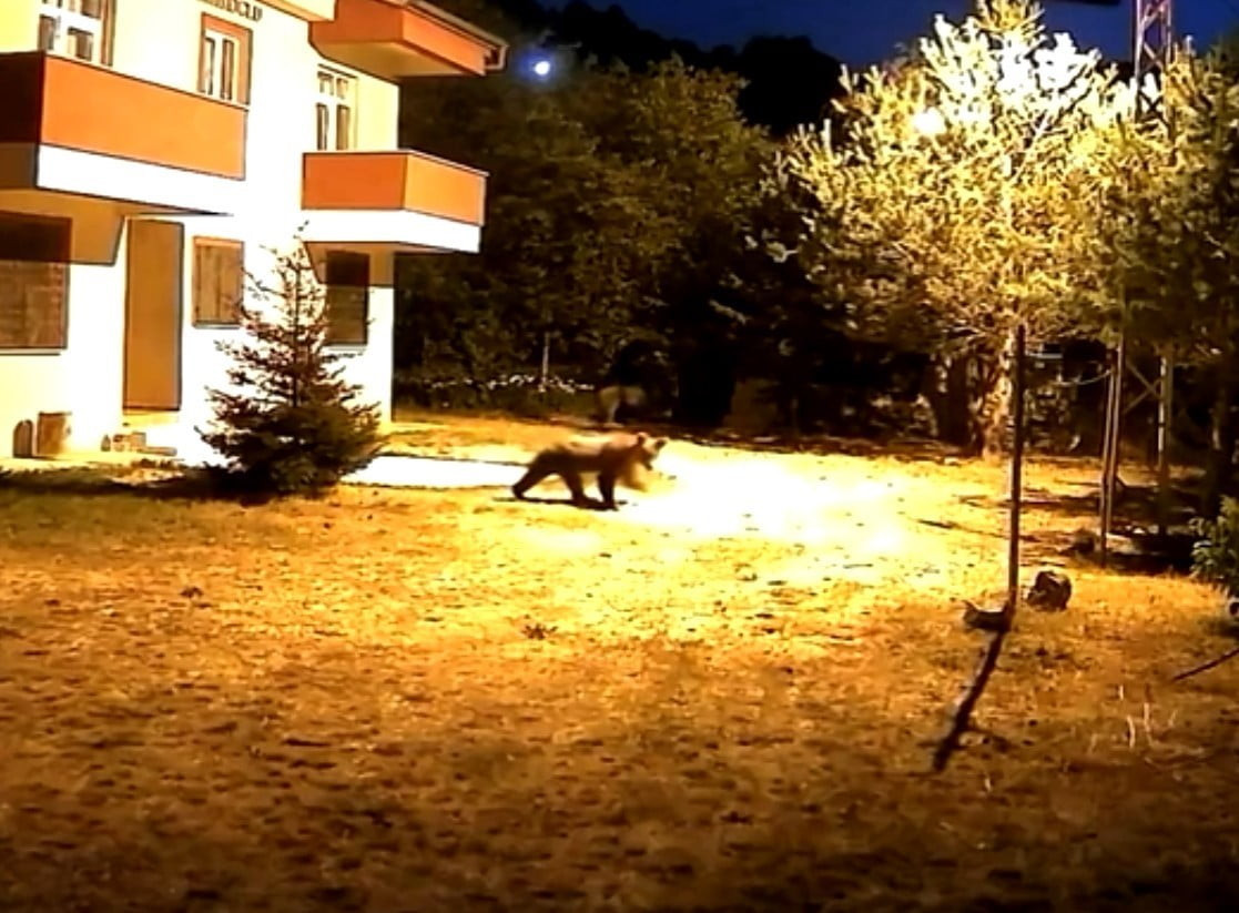 GÜMÜŞHANE’NİN MERKEZE BAĞLI SÖĞÜTAĞIL KÖYÜNDE İKİ KATLI BİR EVİN BAHÇESİNE GİREN İKİ AYI, ALARM...