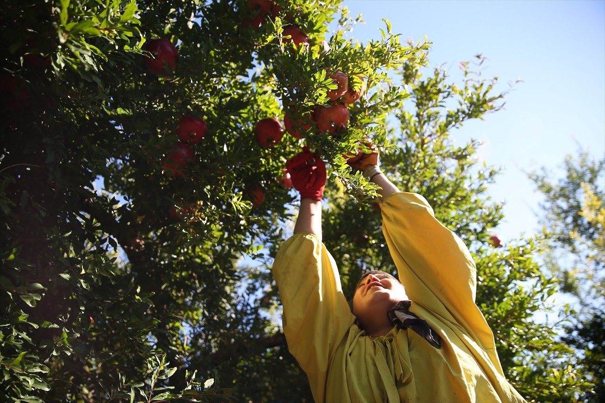 Güneydoğu Anadolu Bölgesi'nin önemli nar üretim merkezlerinden Adıyaman'da, son 5 yılda nar üretim...