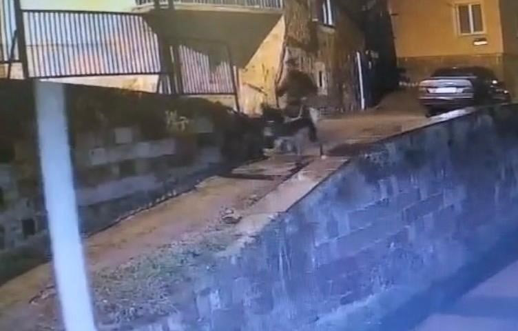 GÜVENLİK KAMERASI GÖRÜNTÜLERİ EŞEKLE KAÇTIĞI ANLAR (ARŞİV)