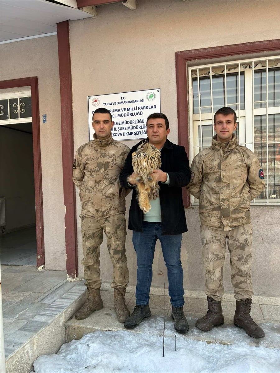 Hakkari'de jandarma ekiplerince yaralı halde bulunan puhu tedavi altına alındı.