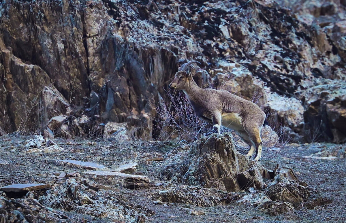 Hakkari'de kentin girişine yakın noktada beslenen yaban keçileri görüntülendi. 