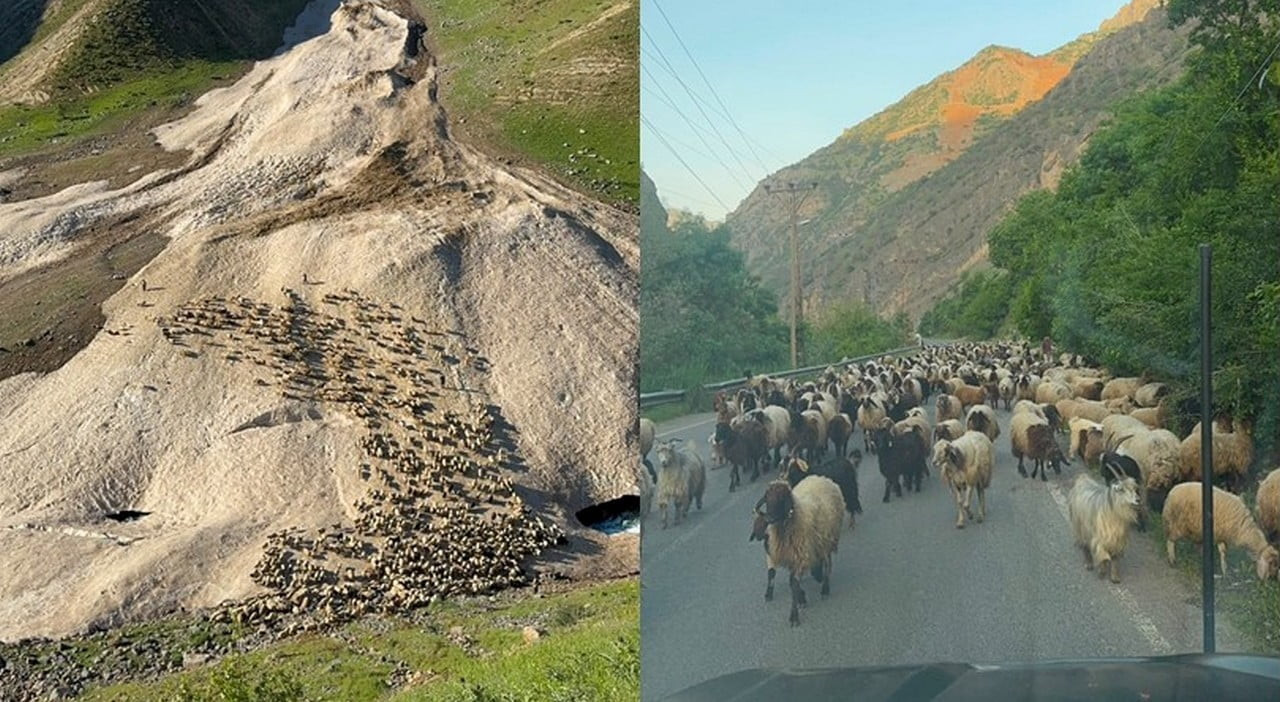 HAKKARİ'DE KÜÇÜKBAŞ HAYVAN YETİŞTİRİCİLERİ, BU YIL ETKİLİ OLAN YOĞUN YAĞIŞLAR NEDENİYLE GELENEKSEL...