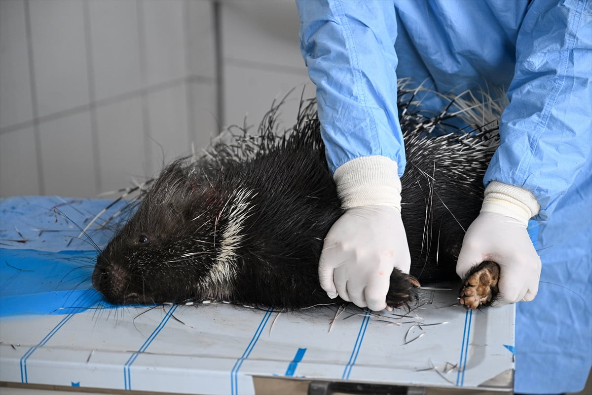 Hakkari'de yaralı ve bitkin halde bulunan Hint oklu kirpi, Van Yüzüncü Yıl Üniversitesi (YYÜ)...