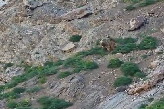 HAKKARİ'NİN KIRIKDAĞ BÖLGESİNE GİDEN DOĞASEVERLER, ANNE AYI İLE YAVRUSUNU GÖRÜNTÜLEDİ.