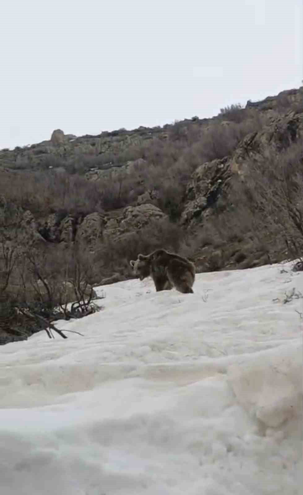 HAKKARİ'NİN ŞEMDİNLİ İLÇESİNDE KIŞ UYKUSUNDAN UYANAN AYI, ALAN KÖYÜ YAKINLARINDA YİYECEK ARARKEN...