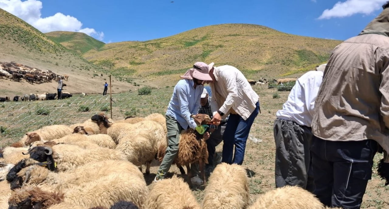 HAKKARİ'NİN YÜKSEKOVA İLÇE TARIM VE ORMAN MÜDÜRLÜĞÜ EKİPLERİNCE KÜÇÜKBAŞ HAYVAN İŞLETMELERİNE...