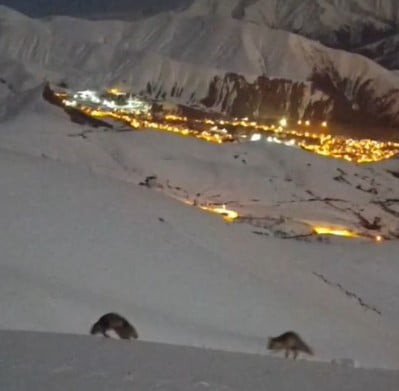 HAKKARİ’DE AKŞAM SAATLERİNDE ORTAYA ÇIKAN İKİ TİLKİ, KENTİN IŞIL IŞIL MANZARASI EŞLİĞİNDE...