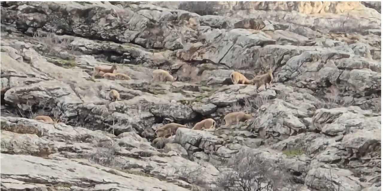HAKKARİ’DEKİ SÜMBÜL DAĞI ETEKLERİNDE SÜRÜ HALİNDE DAĞ KEÇİLERİ GÖRÜNTÜLENDİ.