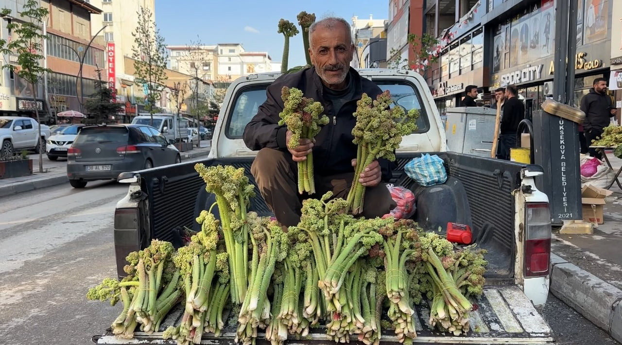 HAKKARİ’NİN YÜKSEKOVA İLÇESİNDE, İLKBAHARIN GELİŞİYLE BİRLİKTE BÖLGE HALKI TARAFINDAN "YAYLA MUZU"...