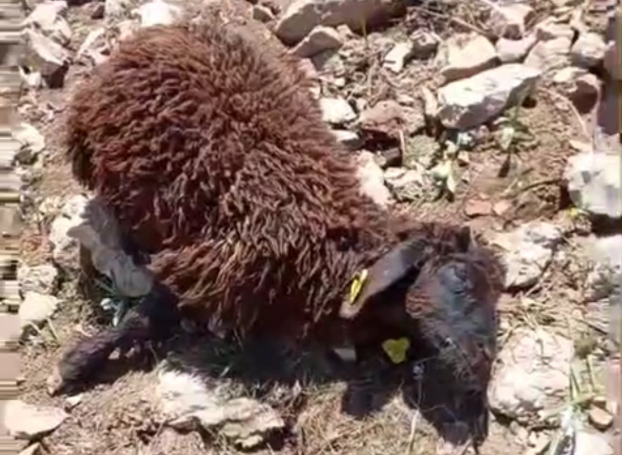HAKKARİ’NİN YÜKSEKOVA İLÇESİNDE OTLATILMAK ÜZERE MEZRAYA BIRAKILAN KOYUN SÜRÜSÜNE KURTLARIN...