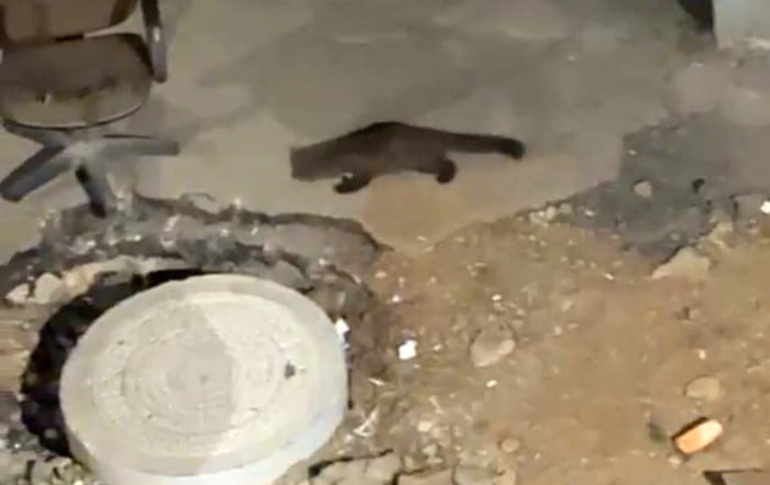 HAKKARİ’NİN YÜKSEKOVA İLÇESİNDE YİYECEK ARAYAN BİR SARSAR (DAĞ SANSARI), BİR VATANDAŞ TARAFINDAN...