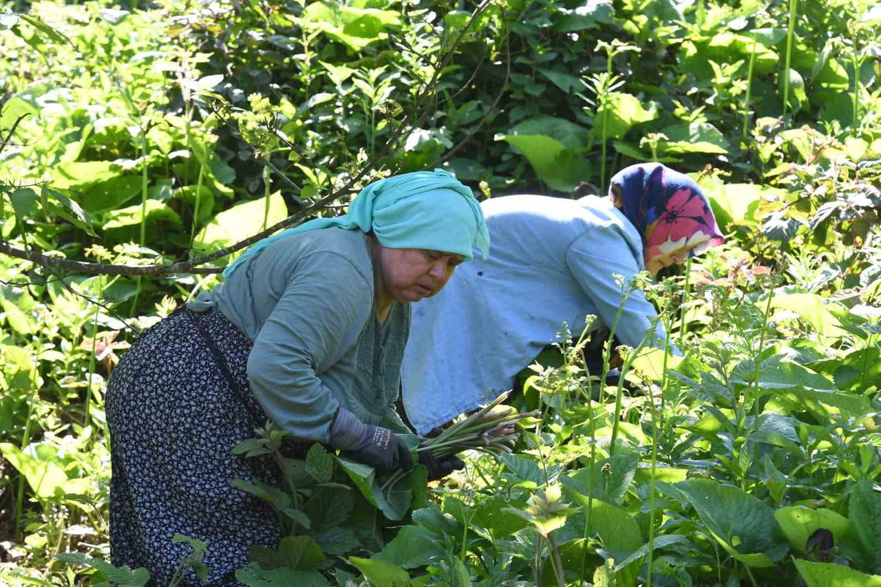 HALK ARASINDA "KALDİRİK", "KALINDİREK" VE "HODAN" İSİMLERİYLE BİLİNEN ŞİFALI OT, SAKARYA’NIN...