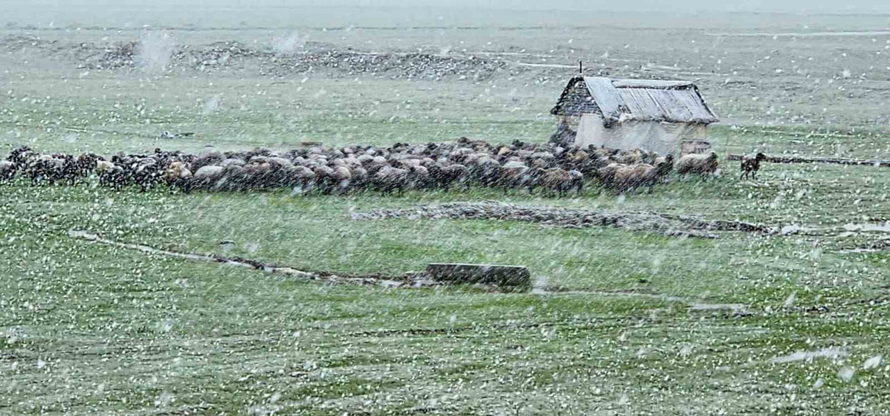 HASKÖY İLÇESİNDE ÖZELLİKLE YÜKSEK KESİMLERDE GÜNLERDİR ARALIKSIZ SÜREN KAR YAĞIŞI, BUGÜN İLÇE...