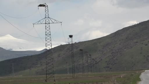Hasköy'de leylekler aynı güzergahta 18 yuvayı doldurdu