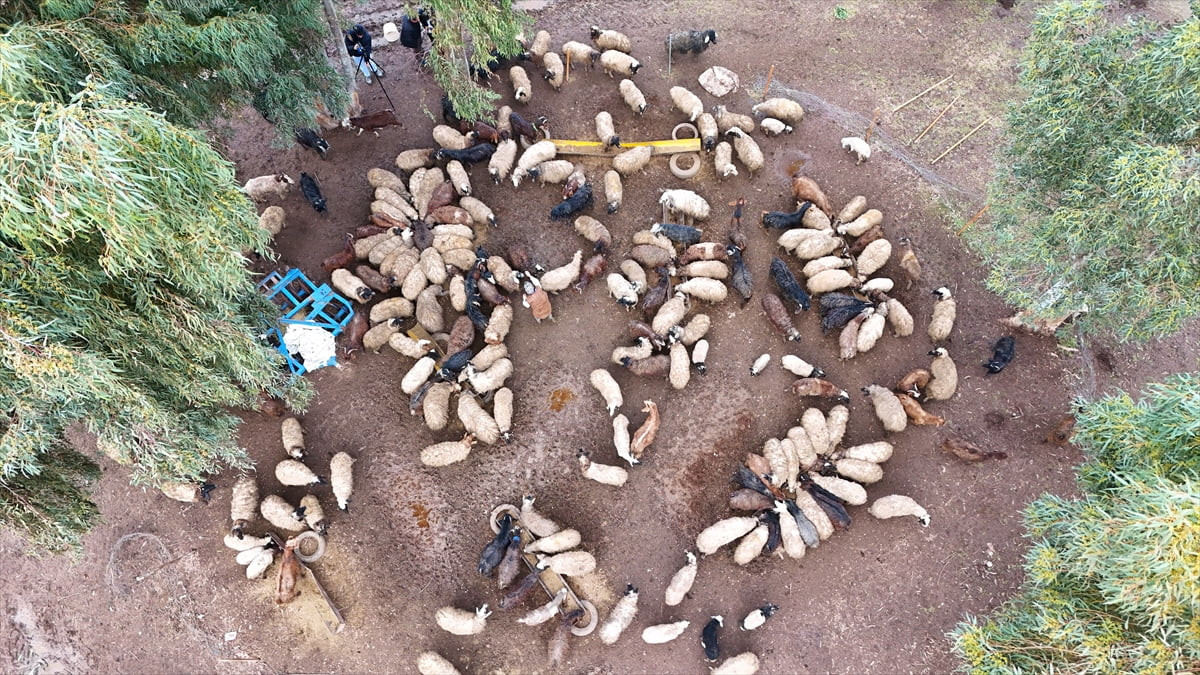 Hatay'da 6 Şubat 2023'teki depremlerde ahırının çökmesi sonucu 32 küçükbaş hayvanı ölen Leyla...