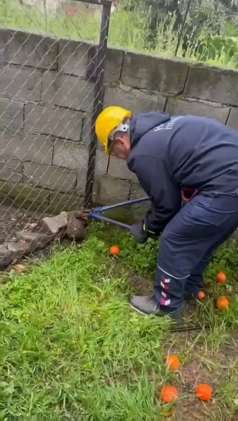 HATAY'DA BİR EVİN BAHÇESİNDE TEL ÖRGÜYE SIKIŞARAK MAHSUR KALAN KİRPİ, İTFAİYE TARAFINDAN...