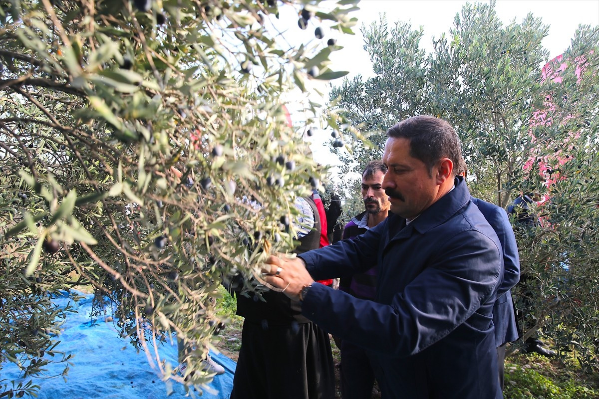 Hatay'da hasadı devam eden zeytinde bu yıl 201 bin ton rekolte elde edileceği öngörülüyor. Vali...