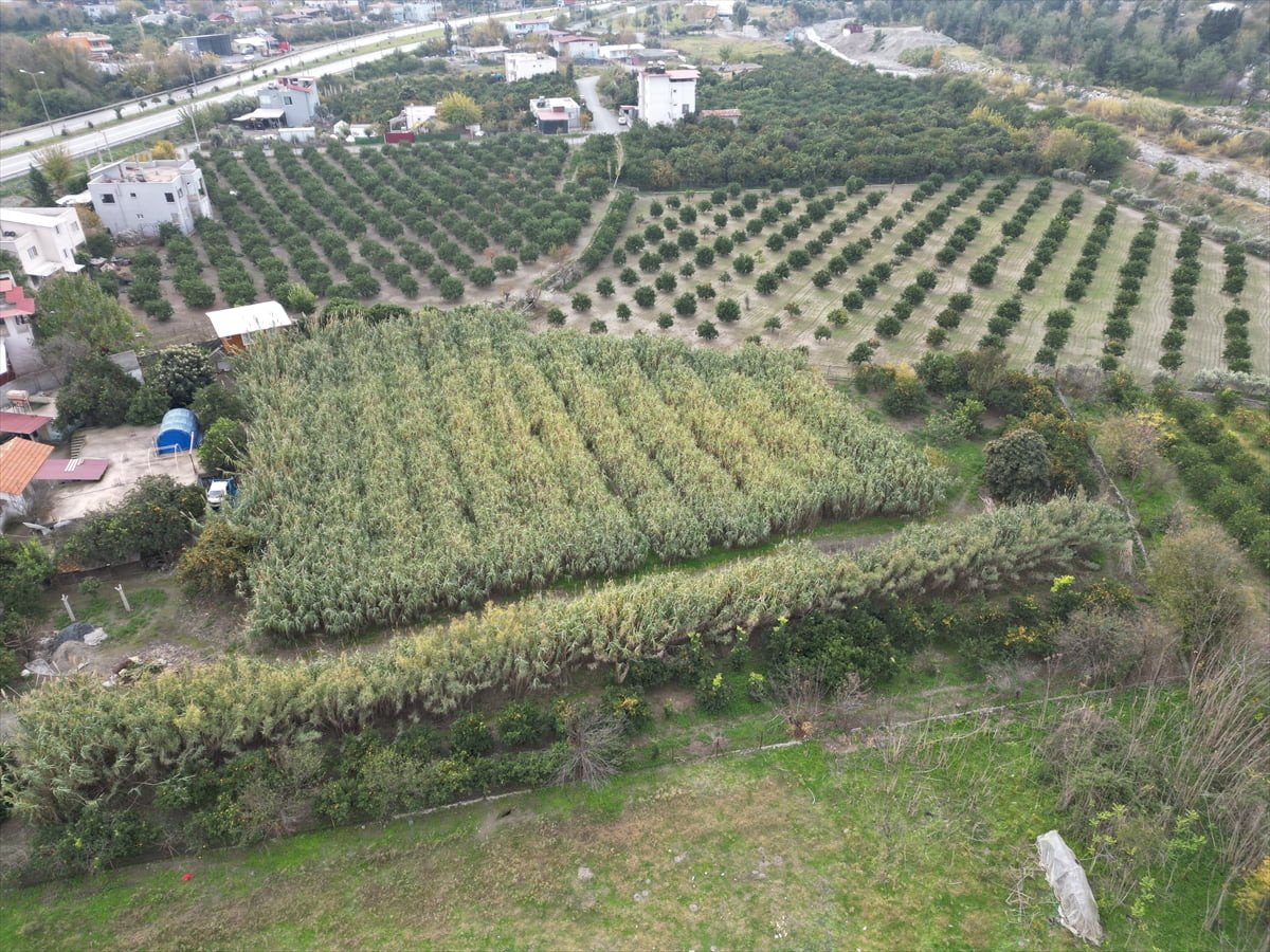 Hatay'ın Dörtyol ilçesinde 24 yıldır ney üretimi yapan 67 yaşındaki Ali Karayanık, bahçesinde...