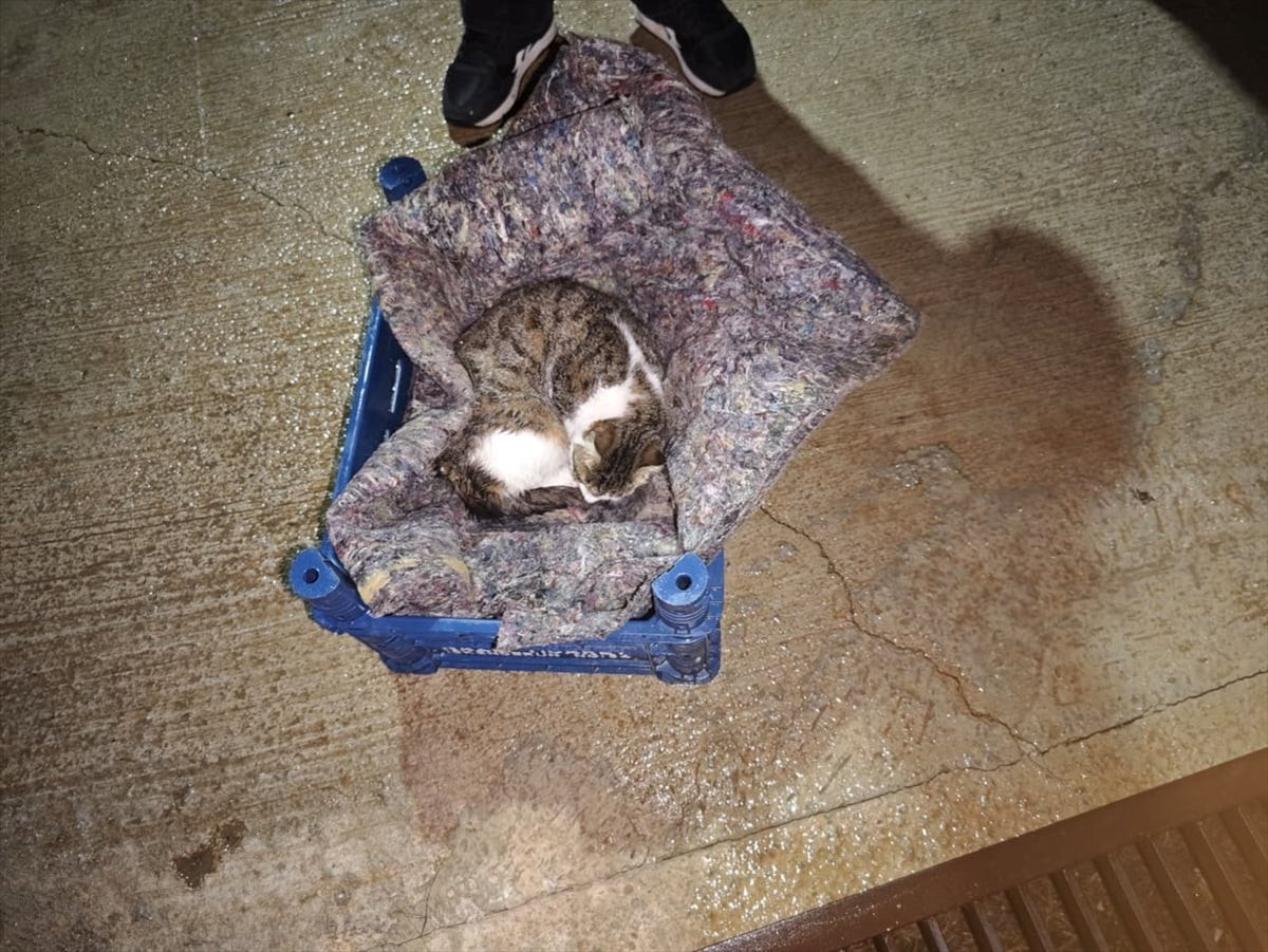 Hatay'ın İskenderun ilçesinde su gider kanalında mahsur kalan kedi ile yavruları, itfaiye...