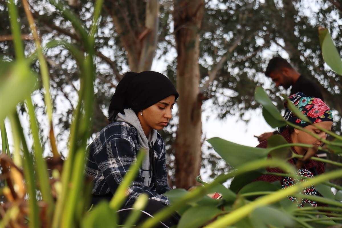 Hatay'ın Kırıkhan ilçesindeki Gölbaşı Gölü'nde ekosisteme zarar veren istilacı su sümbüllerini...
