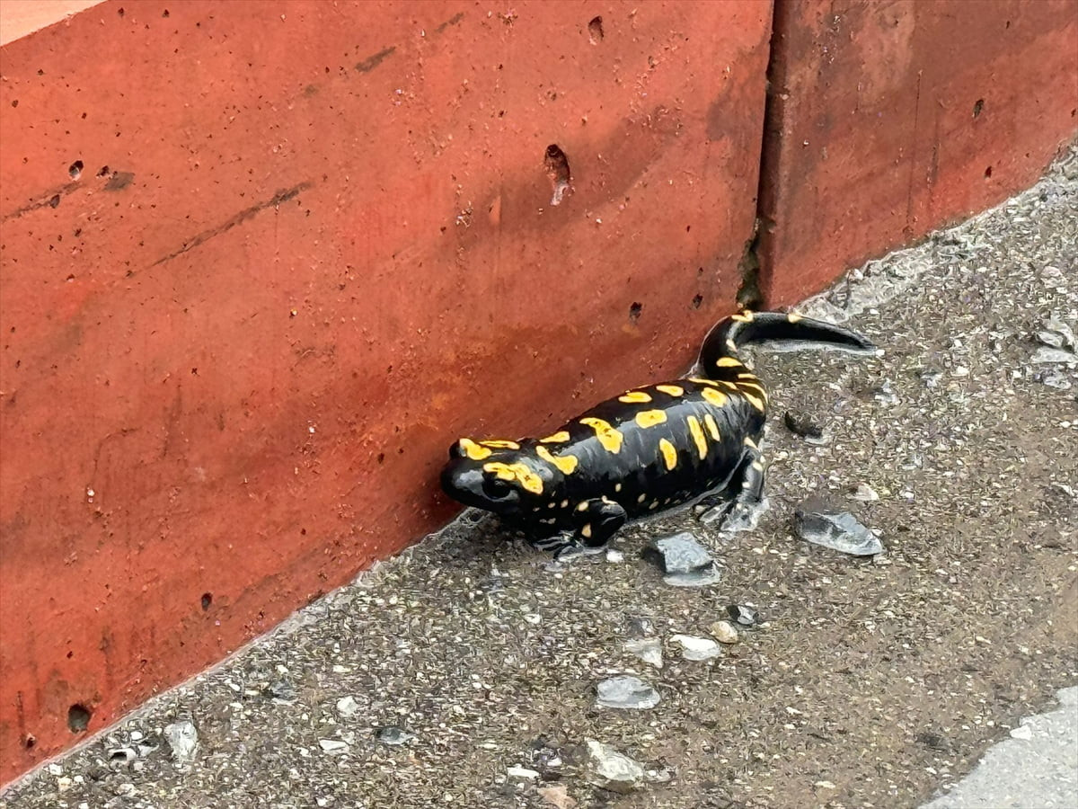 Hatay'ın Payas ilçesinde nesli tehlike altında bulunan sarı benekli semender görüntülendi.